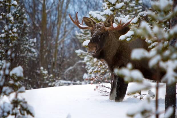 A moose stands quietly in the snowy forest among snow covered trees, HD Desktop Wallpaper