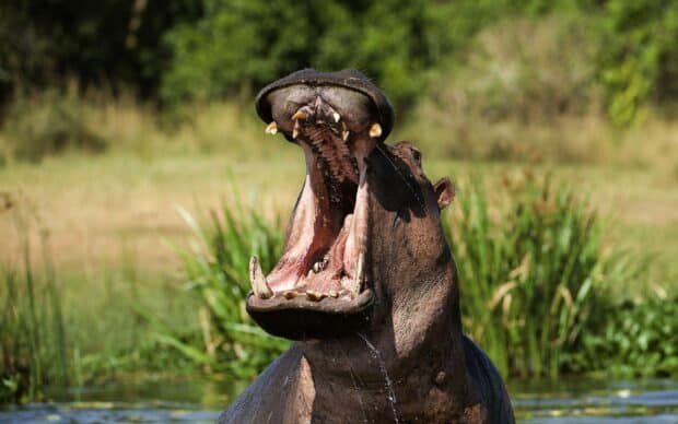 A hippopotamus is yawning widely near water surrounded by grass, 2K Desktop Wallpaper