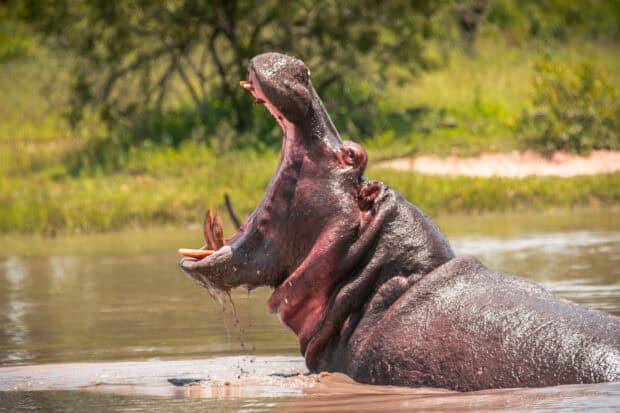 A hippopotamus is yawning widely while partially submerged in a river, HD Desktop Wallpaper