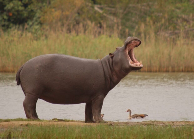 A large hippopotamus is standing near a river with its mouth wide open, HD Desktop Wallpaper