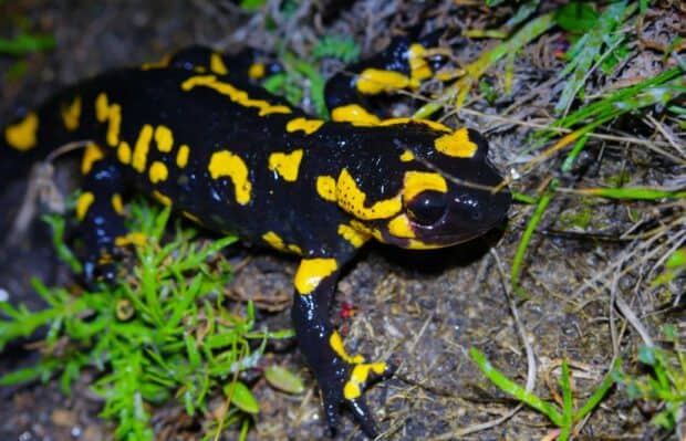 A yellow and black salamander walks among green plants and soil in the forest, 2K Desktop Wallpaper