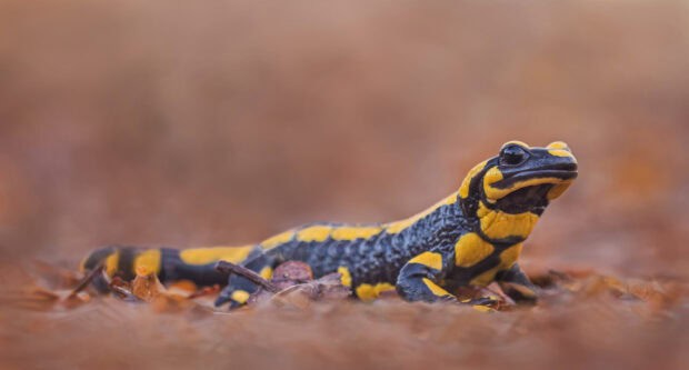 A close up of a yellow and black salamander resting on dry leaves in the forest, 2K Desktop Wallpaper