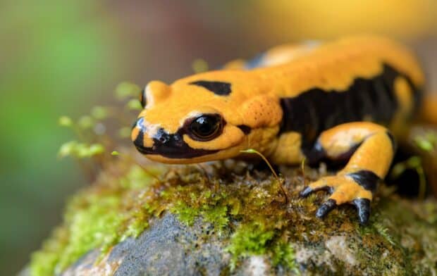 A close up of a yellow and black salamander resting on a moss covered rock in natural habitat, 2K Desktop Wallpaper