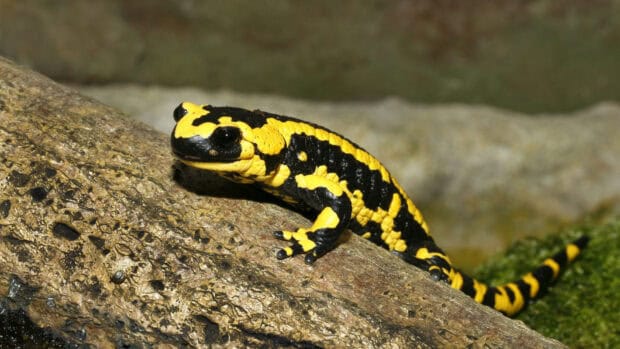 A yellow and black salamander resting on a textured rock surface in nature, HD Desktop Wallpaper