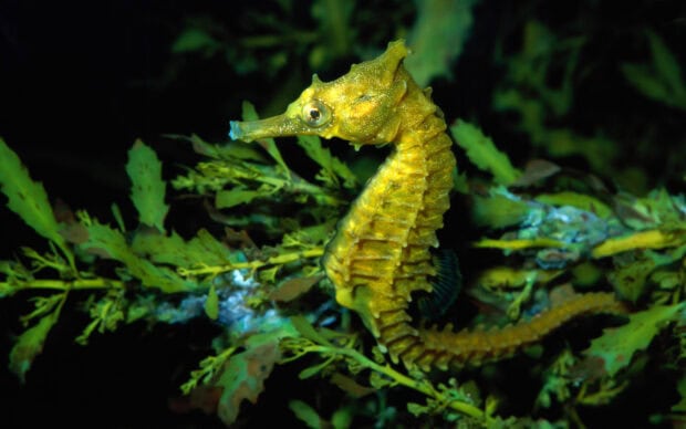 A yellow seahorse is camouflaged among green seaweed underwater, HD Desktop Wallpaper