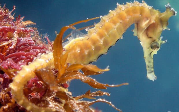 A yellow seahorse is swimming near underwater plants in a clear blue sea, HD Desktop Wallpaper