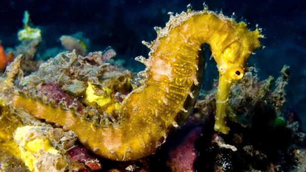 A yellow seahorse swims near coral underwater in a detailed ocean scene, HD Desktop Wallpaper