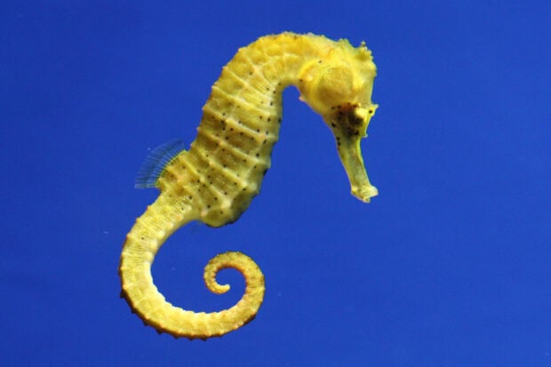 A yellow seahorse floats against the deep blue underwater background, HD Desktop Wallpaper
