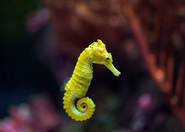 A yellow seahorse swims in the deep ocean among coral reefs, HD Desktop Wallpaper