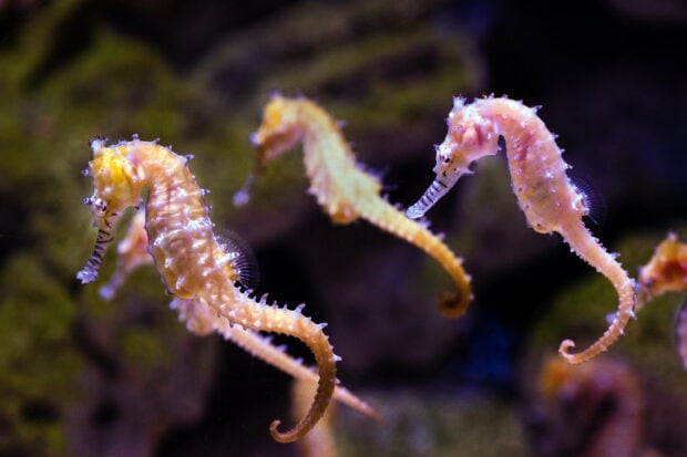 Three yellow seahorses are swimming close to each other in the ocean, 2K Desktop Wallpaper