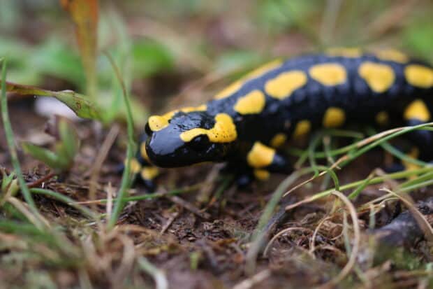 A yellow spotted salamander rests on the natural forest floor among grass, HD Desktop Wallpaper