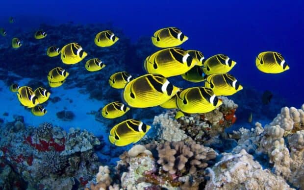 A school of yellow tropical fish swim gracefully over a vibrant coral reef in clear blue water, HD Desktop Wallpaper