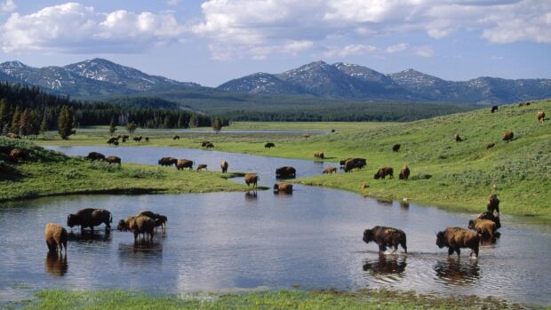 A herd of bison grazing and wading in a river at Yellowstone National Park with mountains in the background, HD Desktop Wallpaper