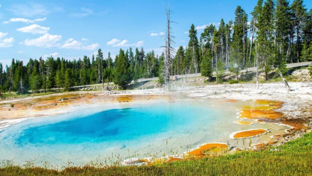 A vibrant hot spring surrounded by trees in Yellowstone National Park is shown in this image, 4K Desktop Wallpaper