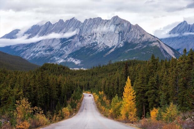 A scenic road surrounded by trees leads to the towering mountains in Yellowstone National Park, 2K Desktop Wallpaper