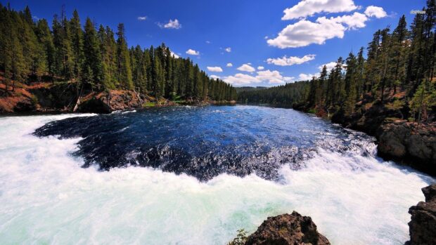 A flowing river is surrounded by pine trees under a blue sky at Yellowstone National Park, HD Desktop Wallpaper