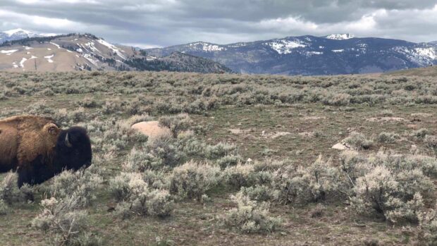 A bison stands in a field with mountains in Yellowstone National Park, 2K Desktop Wallpaper