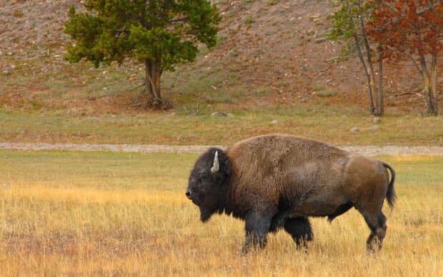 A bison is standing in the grassy field at Yellowstone National Park, HD Desktop Wallpaper