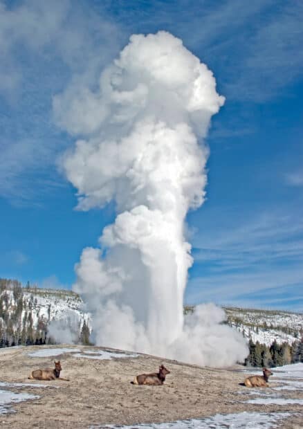 A geyser erupts in Yellowstone National Park while elk rest nearby on the snowy ground, 2K Mobile Wallpaper
