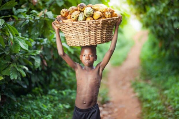 A young boy carrying a basket of cocoa pods on his head in a green field is shown in Cocao Wallpapers, 2K Desktop Wallpaper
