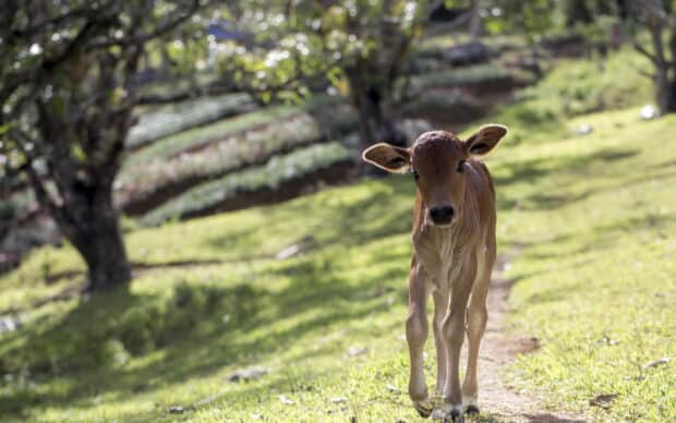 A young calf is standing on a sunny grassy path in the farm, 2K Desktop Wallpaper