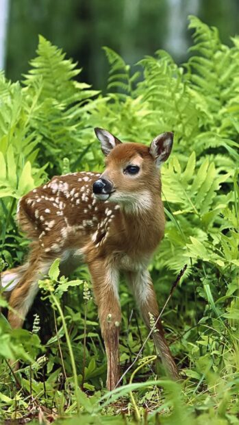 A baby deer stands in lush greenery showing innocence and natural beauty in baby animal wallpapers, HD Mobile Wallpaper