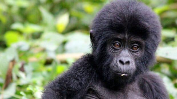 A young gorilla in a lush green forest of Uganda is looking thoughtfully at the camera, HD Desktop Wallpaper