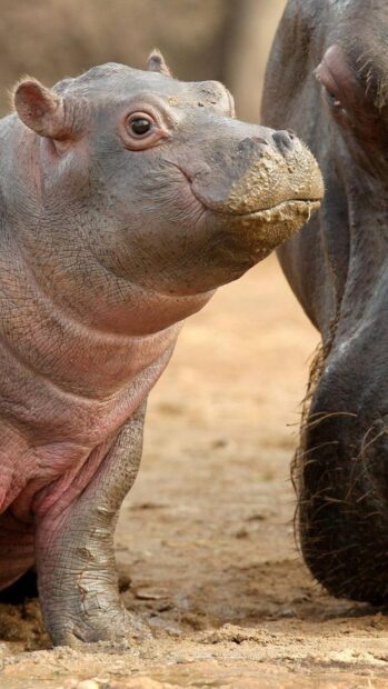 A young hippopotamus with textured skin stands next to an adult on dry land, HD Phone Wallpaper