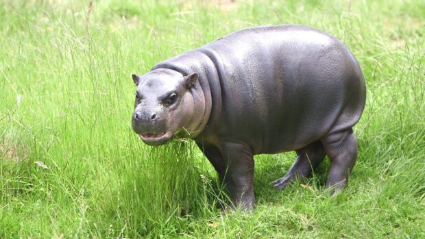A young hippopotamus is standing in lush green grass looking ahead with a curious expression, HD Desktop Wallpaper