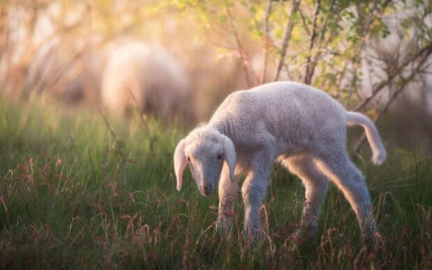 A young lamb is grazing quietly in a peaceful sunlit field of grass among farm animals wallpapers, HD Desktop Wallpaper