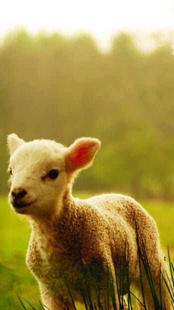 A young lamb stands in the green field with soft wool and bright eyes, HD Mobile Wallpaper