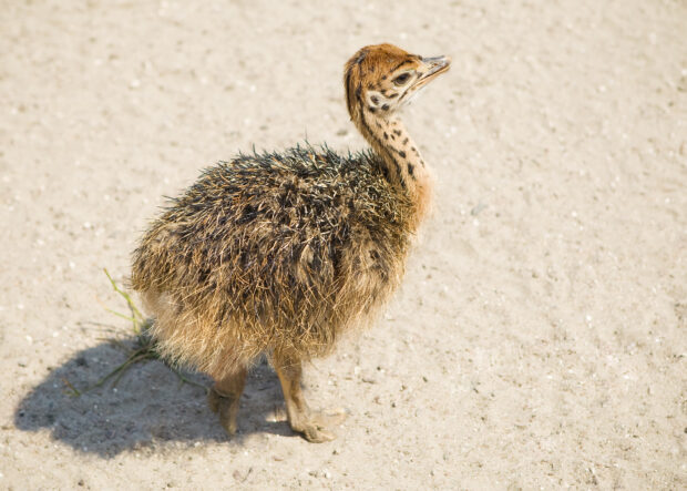 Ostrich Wallpapers, HD Desktop Wallpaper