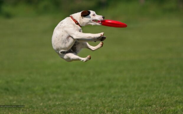 An active dog catching a red frisbee in a grassy field showing dog sports, HD Desktop Wallpaper