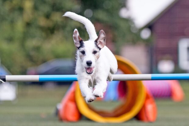 Active dog clearing obstacle in dog sports   A white dog is clearing an obstacle during dog sports training outdoors   HD Desktop Wallpaper