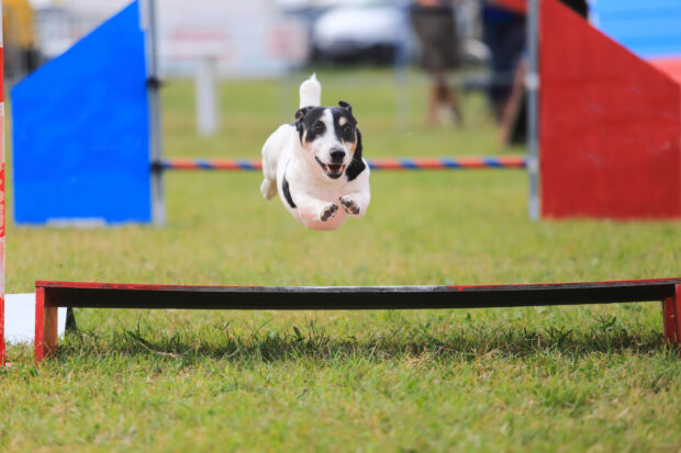 A dog is enthusiastically jumping over a hurdle in a dog sports competition, HD Desktop Wallpaper