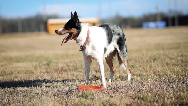 A dog sports dog stands on grass with a frisbee in its paws enjoying a sunny day, 4K Desktop Wallpaper