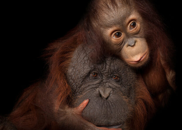 A young orangutan lovingly hugs an older orangutan against a dark background, HD Desktop Wallpaper