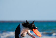 Dog playing with frisbee on the beach.