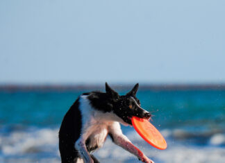 Dog playing with frisbee on the beach.