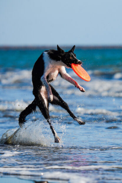 A black and white dog catches an orange frisbee while playing in the water, HD Mobile Wallpaper