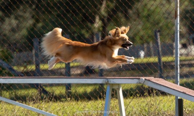 A dog excitedly jumps on equipment during a dog sports event, HD Desktop Wallpaper
