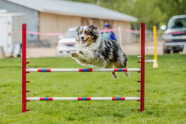 A dog participating in sports jumping over an obstacle during a competition, HD Desktop Wallpaper