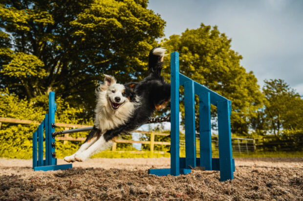 A happy dog participating in dog sports jumping over a blue obstacle in an outdoor field, 2K Desktop Wallpaper