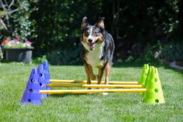 A happy dog participates in an outdoor obstacle course with agility poles, HD Desktop Wallpaper