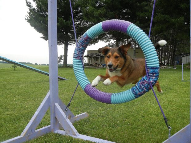 A dog is skillfully jumping through a blue and purple hoop in an outdoor agility course, 2K Desktop Wallpaper