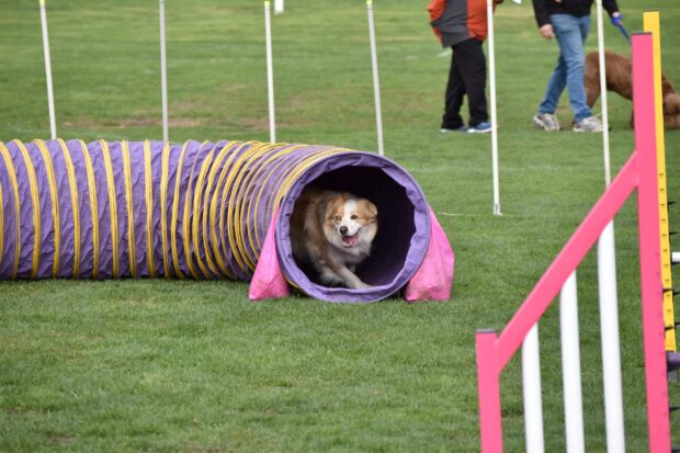 A dog enthusiastically runs through an agility tunnel during a dog sports competition, 2K Desktop Wallpaper