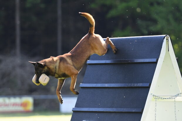 A dog carrying a dumbbell jumps over an obstacle during a sports event, HD Desktop Wallpaper