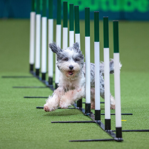 A dog is skillfully running through agility poles in a sports competition, HD Desktop Wallpaper