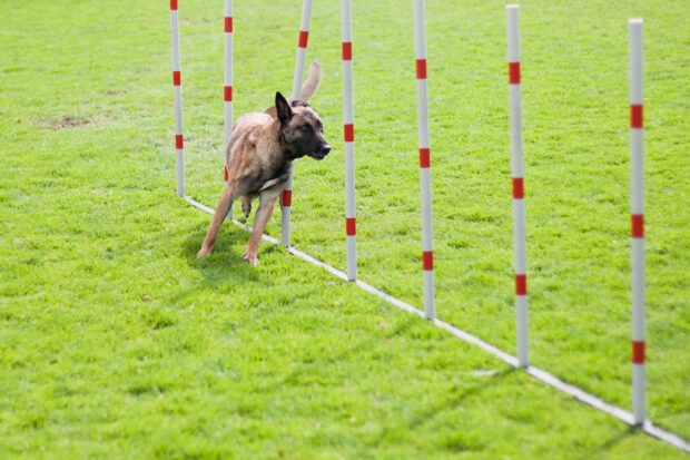A dog skillfully weaving through agility poles in a sports training field, 2K Desktop Wallpaper