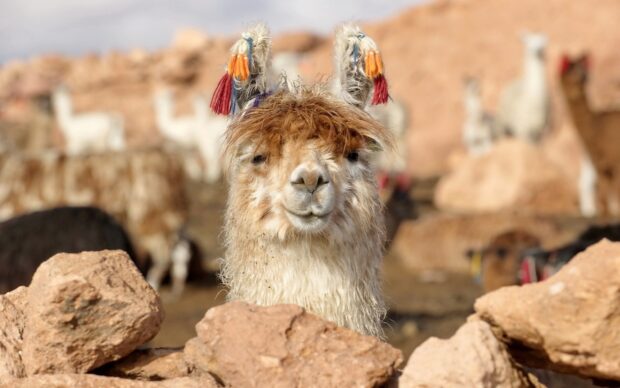 A curious alpaca with colorful tassels on its ears standing behind rocks in a desert environment